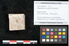 Foto (Objekt + Etikett) von Glyptostrobus europaeus Brongniarti (NHMW-GEO-2024-0188-8075)